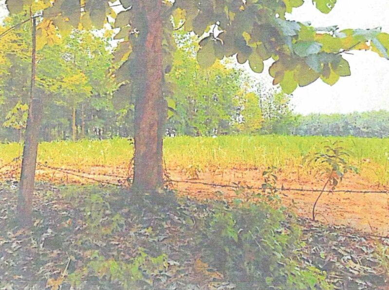 ที่ดินว่างเปล่า โฉนดเลขที่ 44966
